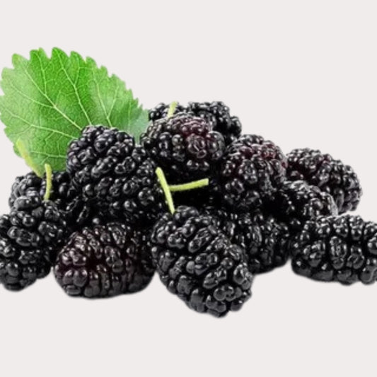 Black Mulberry