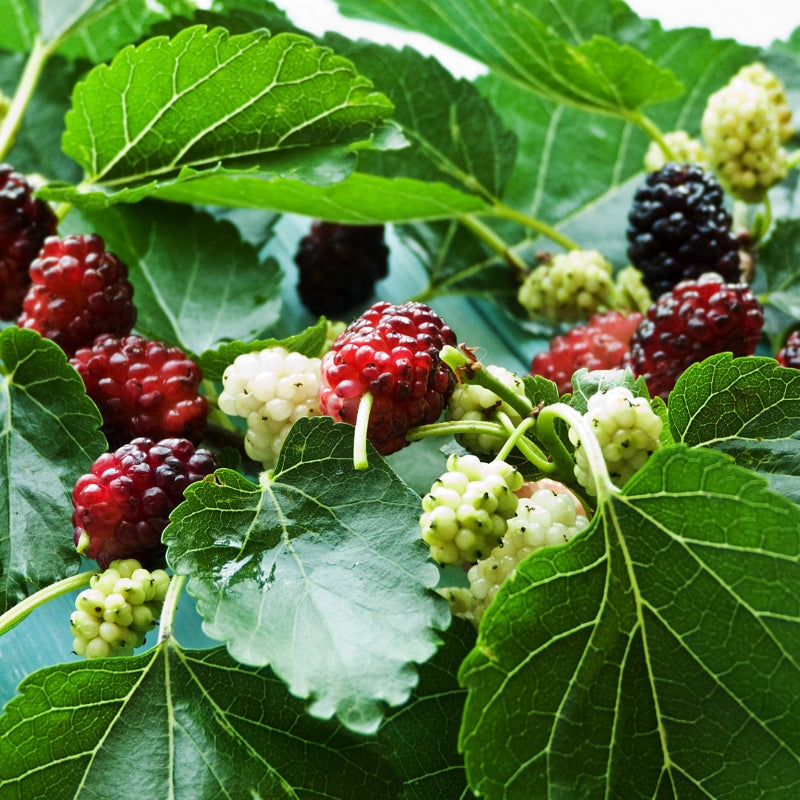 Mulberry