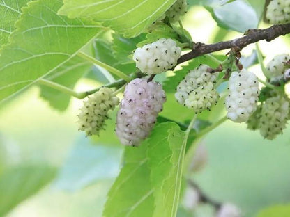 Organic Afghani White Mulberries 1 lb – Naturally Sweet Superfood Snack | No Preservatives