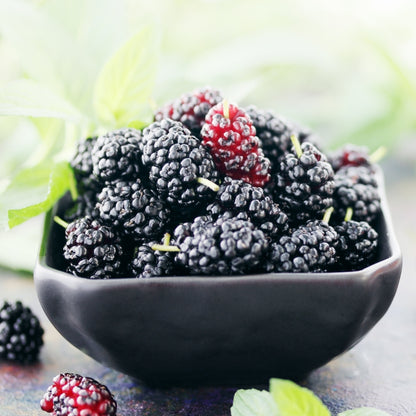 Black Mulberry